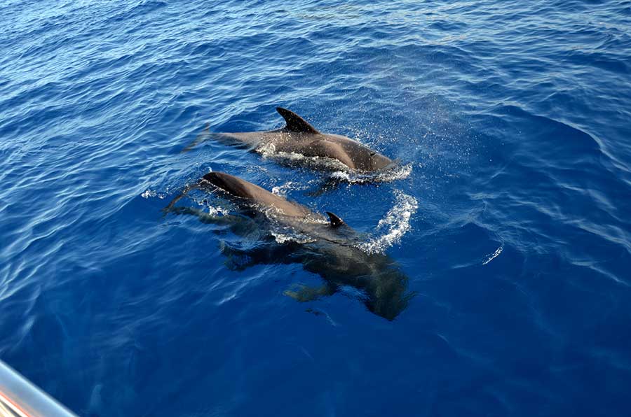 white paradise tenerife catamaran whale and dolphine listening tour